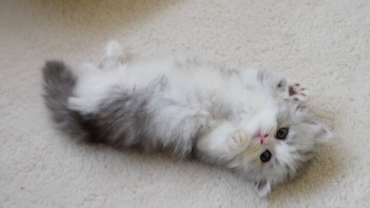 What is a "let-it-go" kitten?