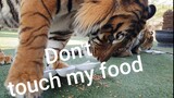 Tigers showing what kind of snacks they like most.