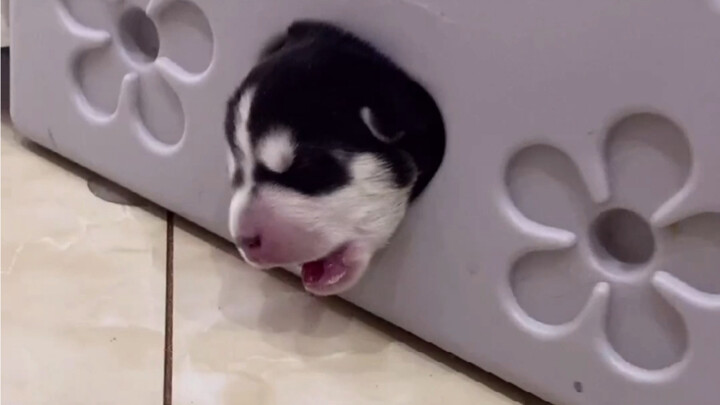 Dua Ha tidak pernah mengecewakan orang