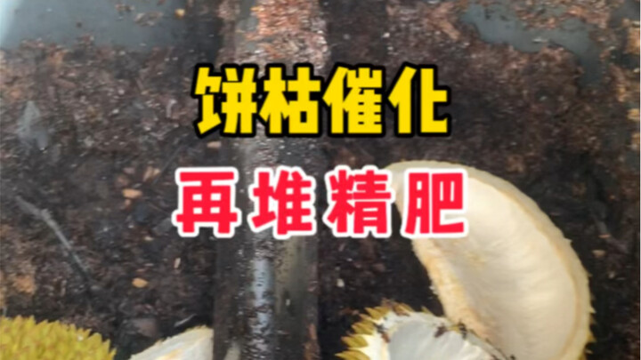 Green bucket composting, with cake residue as a catalyst. Is it better to compost durian shells or u