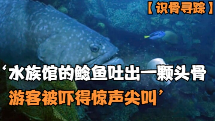 【Nhận diện xương tìm tung tích】Cá nheo trong thủy cung bất ngờ nhả ra một chiếc xương sọ, khiến du k