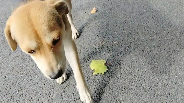 Thanks, little dog—I’m on a roll!