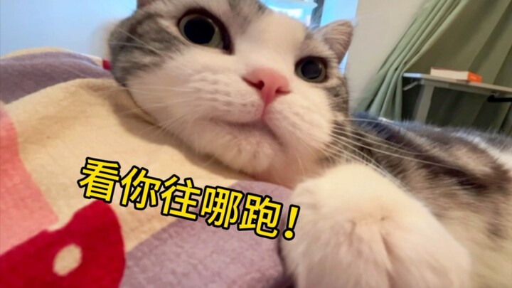 Seberapa gigih sih kucing? Ngejarin orang ke mana-mana cuma buat nempel! Kalau nggak nempel, dia ngg