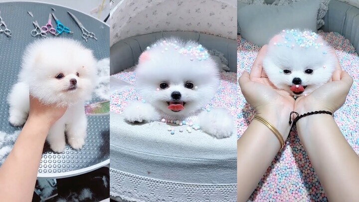 HOT TIKTOK - Những Con Vật Siêu Cute - Dễ Thương Nhất Thế Giới #44 #short #pets  cute dogs and cats