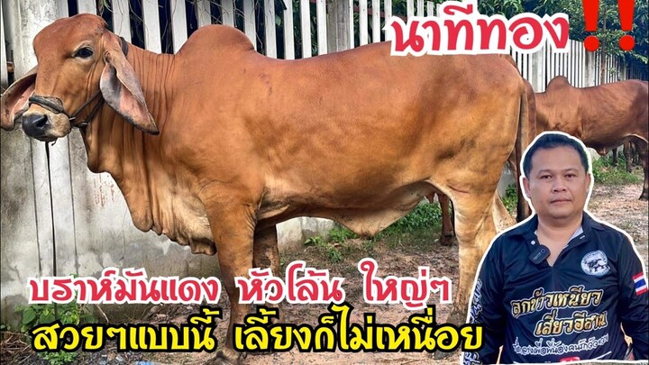 ทีเด็ดอีกแล้ว ใหญ่ๆปานช้าง เดินจนเกิบขาดก่ะบ่เจอ‼️เปิดแบ่งวัวบราห์มันหัวโล้น สูงใหญ่ๆ150+@สารคาม