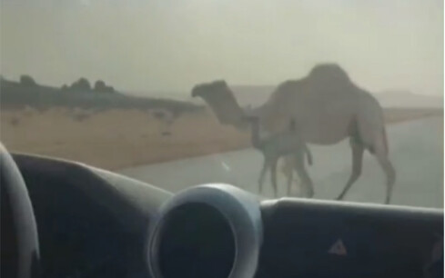 Using a baby camel as “bait” to lure the mom camel away from the highway… Shameless but so effective