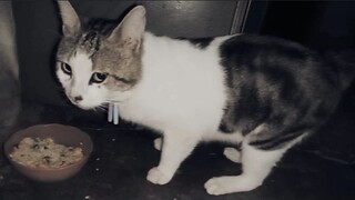 kucing bobi yang selalu kabur