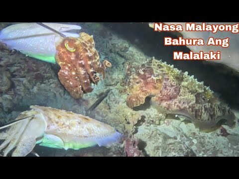 Episode 450 Dive1 NASA Malayong Bahura Ang Malalaki Night Spearfishing Philippines