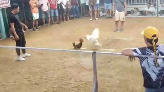 nice 1 white Dom x white kelso