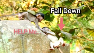 Baby Monkey PULL Her Friend Fall Down From Rock Together,Monkey Duchess Give Milk​To Baby Dakota So