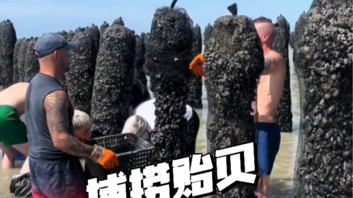 Rahasia lezat di bawah tiang kayu, budidaya dan penangkapan kerang!