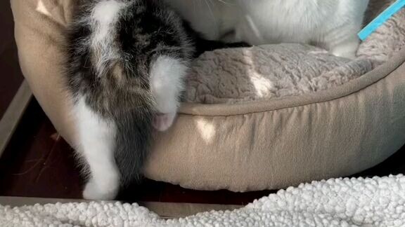 cute cats#3