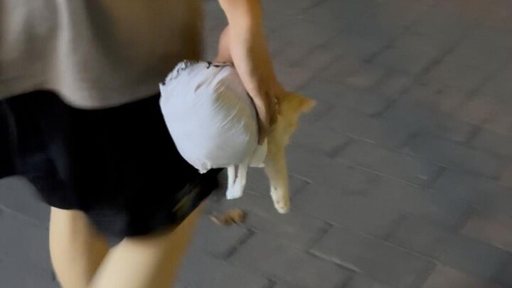 The owner of this little golden tabby named Naifu in Wuhan—your boyfriend is abusing your cat!
