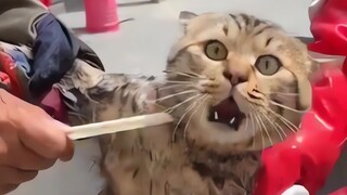 Kitten: Help! Someone, help me! They're killing the cat!