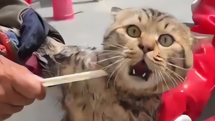 الهريرة: أيها الناس! ساعدوني! يقتلون الهرة!