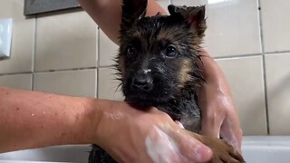 เจ้าตูบเยอรมันเชพเพิร์ดตัวน้อยอาบน้ำครั้งแรก ทั้งตื่นเต้นและกลัว