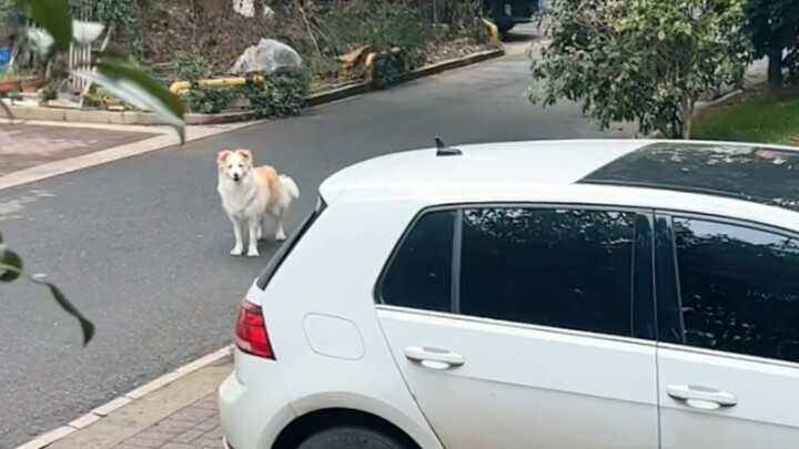 Pintar memang pintar, tapi Bella masih terlalu polos #Border Collie Chen Bella