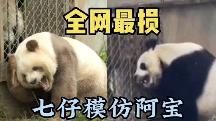 Qizai imitates Po getting bitten—there’s no panda on the whole internet more mean and more of a trou