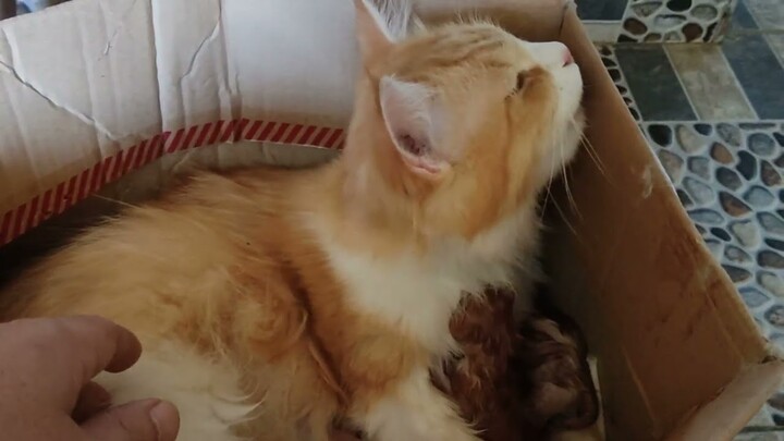 Kucing Melahirkan Dengan Selamat