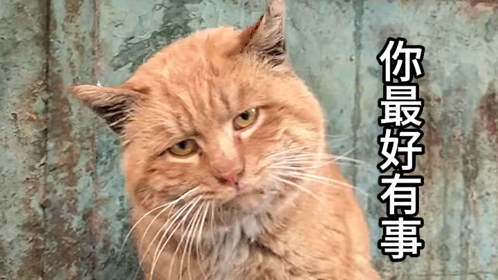 Kucing ini setidaknya memikul dua nyawa anjing di punggungnya!