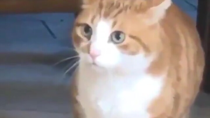 Cat: Do dogs hate me so much? ?