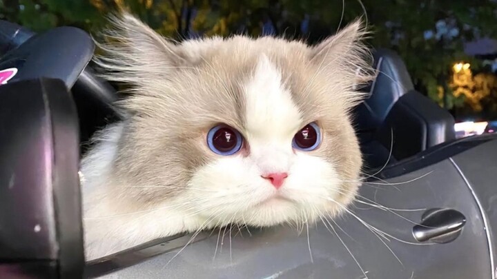 Siapa sih yang sebenarnya memelihara kucing kecil kayak gini?!