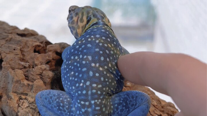 The Transformation from Dragon Fruit to the Smurfs