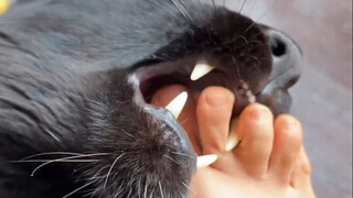 Little Black Panther: Never mind, let’s take a bite first!