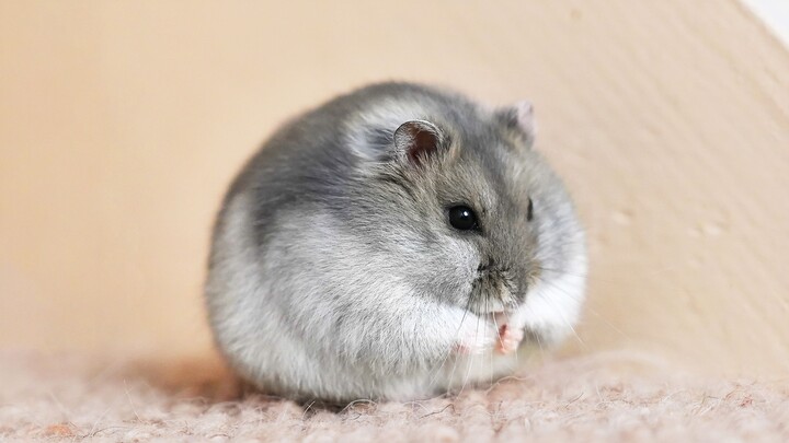 Hmph! Don't you dare call me fat again!