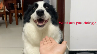 Put hands in front of a dog to see its reactions