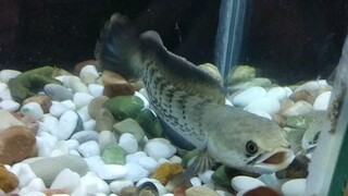 chana Stewarti karbialong