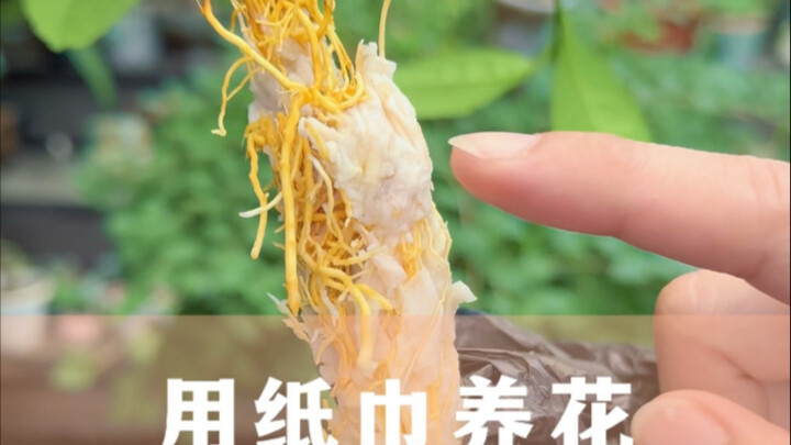 Dùng khăn giấy để trồng hoa, không ngờ hiệu quả đến vậy!