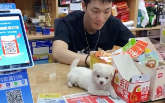 After the supermarket owner found a little puppy