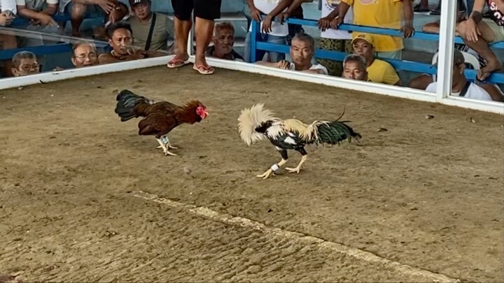 2nd fight Thursday HF Talisay Win