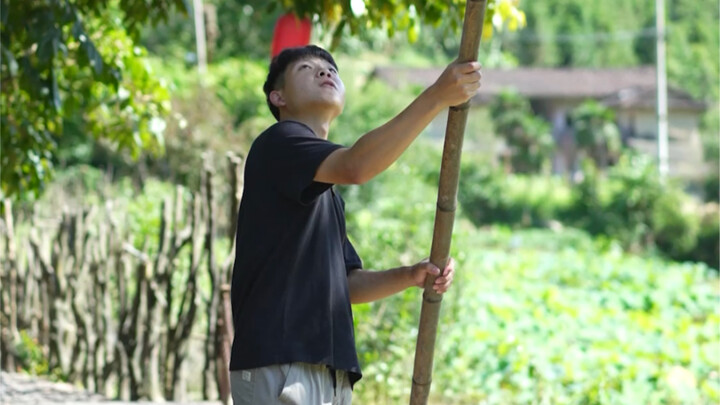 村口的橄榄树又丰收了！夏天做一杯橄榄汁可太爽了