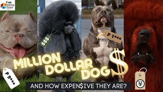 12 PINAKAMAHAL NA BREED NG ASO (PHILIPPINE MARKET PRICE) MOST EXPENSIVE DOG BREED