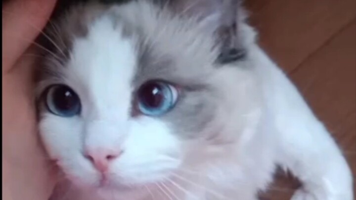 أنا حبيبك الصغير الحلو!