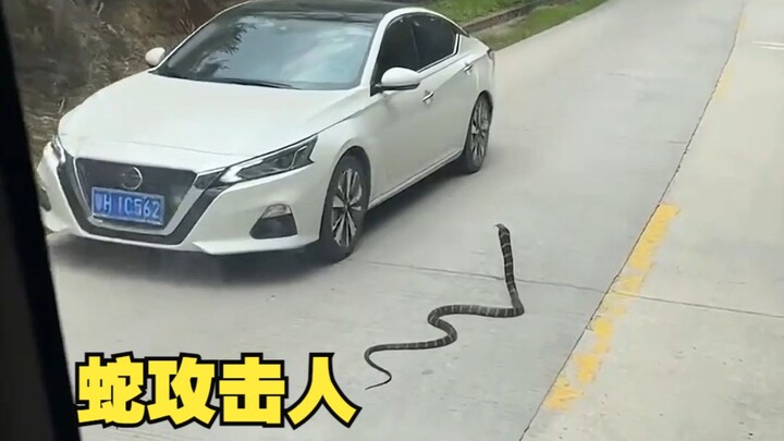 Who says snakes don't actively attack humans?