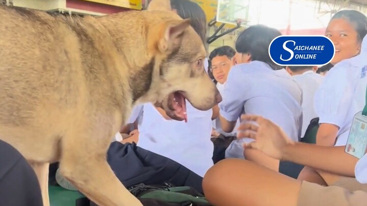 หมาก็ยังอ้อนนักเรียน เพื่อนแท้คอยเฝ้าดูไม่ได้ง่าย