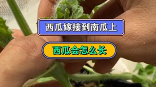 把西瓜顶端嫁靠接到南瓜上，并且瓜藤上只留一个西瓜，结出来的西瓜会又大又甜吗？结果让人意想不到。