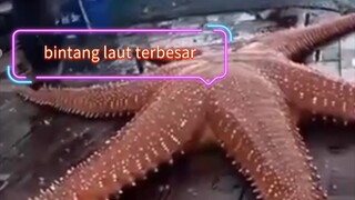 bintang laut terbesar tertangkap oleh nelayan