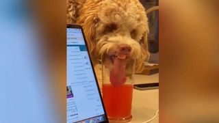 สุนัขต้องการดื่มน้ำ