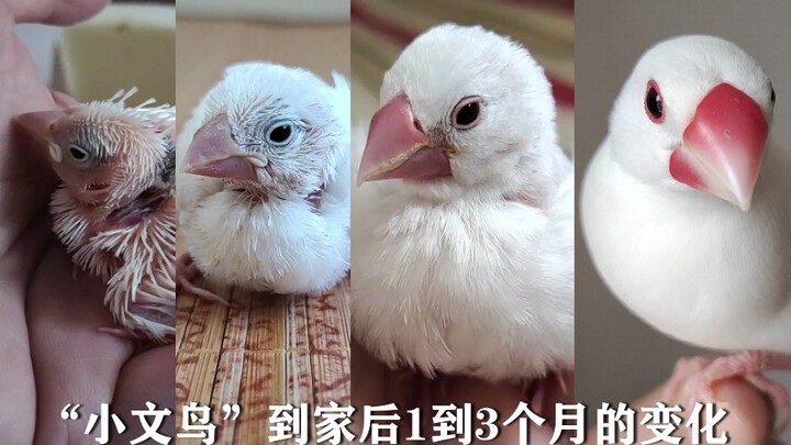 “The Japanese sparrow” grows from a cute yet awkward chick into a white angel, documenting the chang