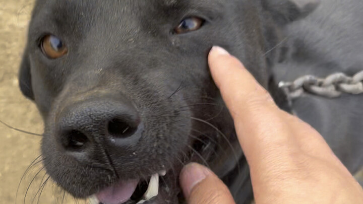 Anjing di rumah kakek, sudah tujuh tahun. Hanya aku satu-satunya yang boleh membelainya. Jadi setiap