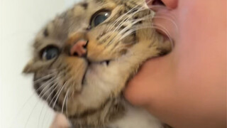 พอฉันกลับบ้านหลังปีใหม่ ฉันแทบอยากเอาลูกแมวเข้าปากแล้วเคี้ยวเล่นเลย