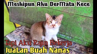 KUCING BERMATA KECE PENJUAL BUAH NANAS