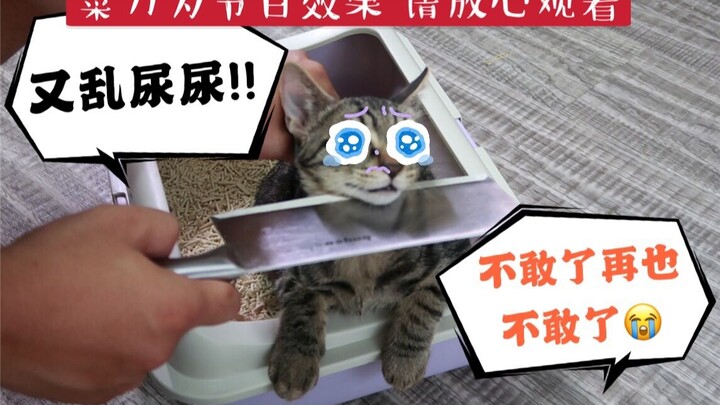 [Pet Care Guide] What should you do if your cat soils and urinates randomly at home? We'll walk you 