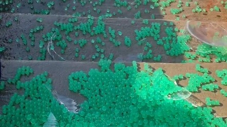 Khoảnh khắc giải tỏa áp lực khi lăn chai trên cầu thang