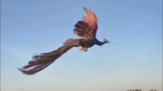 The peacock is so beautiful when it flies