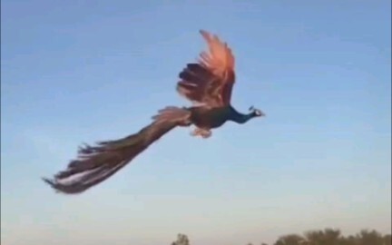 The peacock is so beautiful when it flies